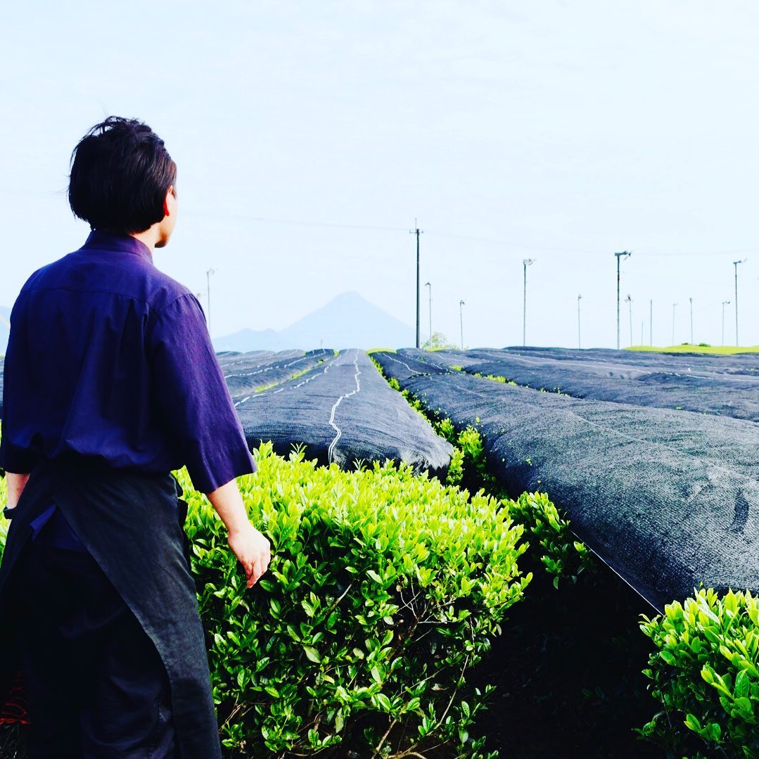 素晴らしい新茶が生まれています！視界良好です！！