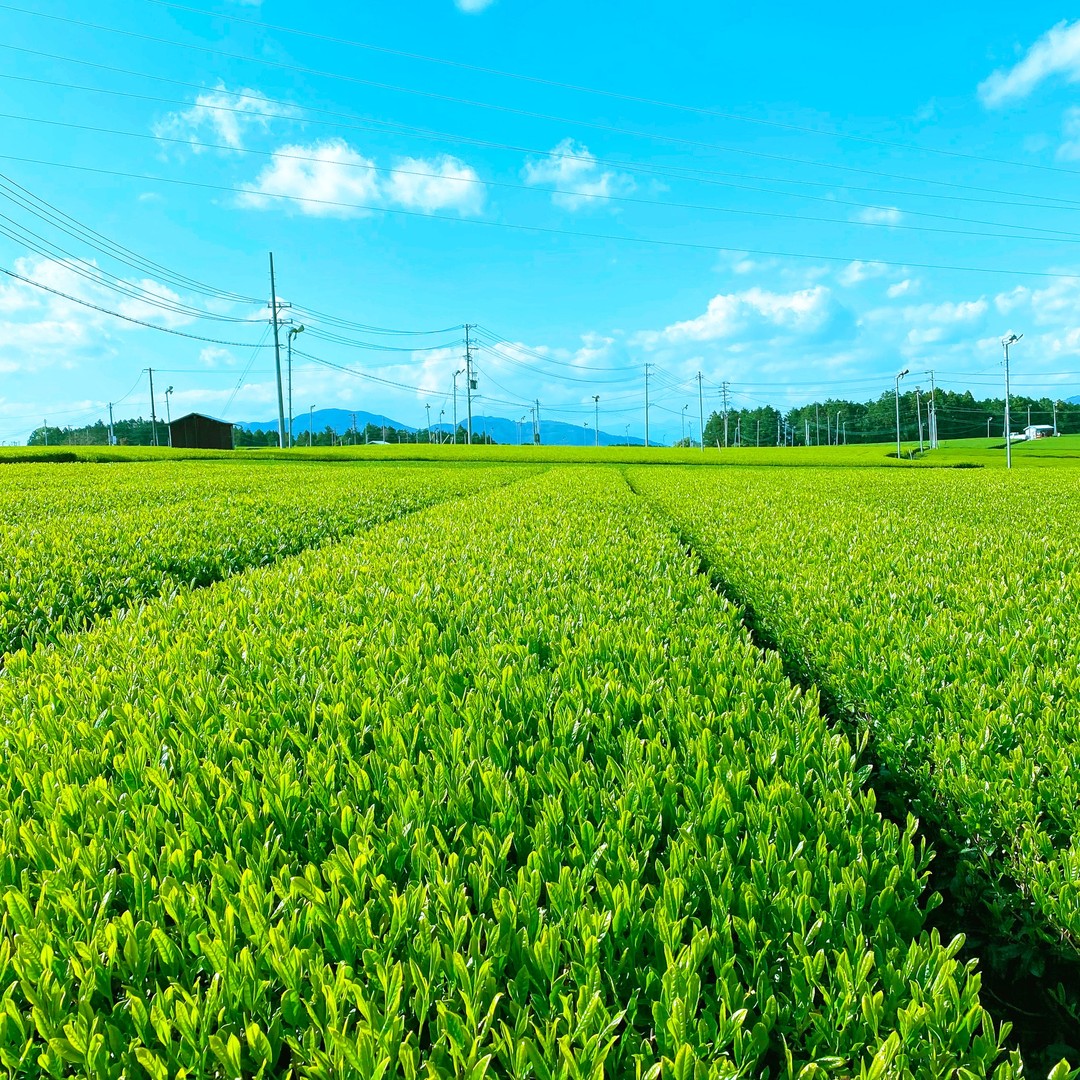 写真は昨年度の静岡掛川の茶畑の写真です！いよいよ明日26日23時59分までが限定新茶の予約締め切りとなりました！メールやラインを見てくださって、「ギリギリになってごめんなさい」「電話でも予約できる？」などのご予約関係の連絡が増えています！！初めてのお客様にとっては限定新茶の価値はすぐには伝わらないですが、静岡、鹿児島、八女の3大産地の味の濃い特徴のある新茶を限定価格（お得価格）で購入されたいお客様にとっては、【限定新茶予約】は本当におすすめです！！https://syunpou.com/pages/2022-newgreentea-lpいよいよ静岡の仕入れも本格的になってきます！！がんばります！！******ハッシュタグ