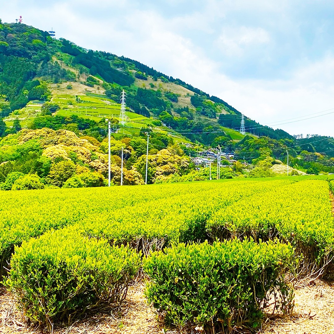 毎日、横浜でテイスティングを続けておりますが、いよいよ5月1日から静岡に行ってきます！生産地から毎日、新茶のサンプルが届き、毎日生産地と連絡を取り合っているので、横浜にいても、生産地の茶畑を想像することができます。写真は昨年度の掛川粟ヶ岳の東山の茶畑の様子です。静岡に行ったら、茶畑を巡り、厳選した茶葉に磨きをかけるためのテイスティングを行い、横浜に車で積んで帰ってきます！！できるだけ早く、静岡の本当に美味しい新茶も店頭でも販売できるよう精進してきます！！楽しみにお待ちください！！写真付きのブログはこちら！https://syunpou.com/blogs/diary/20220430
