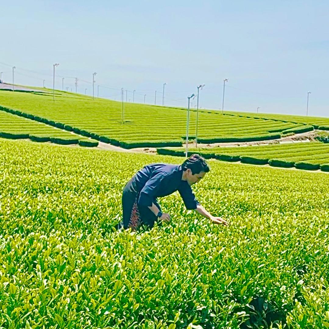 いよいよ明日5月8日から限定新茶予約の「匠シリーズ」お渡しがスタートします！プレミアムシリーズやティーバッグは18日のお渡しになります！ご予約されたお客様は楽しみにしてくださいね！！後藤は、引き続き、毎日、新茶のテイスティングを繰り返しています！！上の写真は、八女と鹿児島と静岡の新茶のテイスティングで、上段はすべてかぶせ製法の新茶で、下段は静岡の特蒸し茶の新茶になります。色も茶葉の形も大きく違いがありますが、それぞれ特徴があり、それぞれ美味しさがあります！静岡新茶の最上品の販売がはじまり、おかげさまで母の日ギフトや大切な方への贈り物で忙しくさせていただいております。誠に申し訳ございませんが、店内混雑緩和のため、５月７日と８日は店内の席を外させていただいております。詳細はブログにて！https://syunpou.com/blogs/diary/2022507