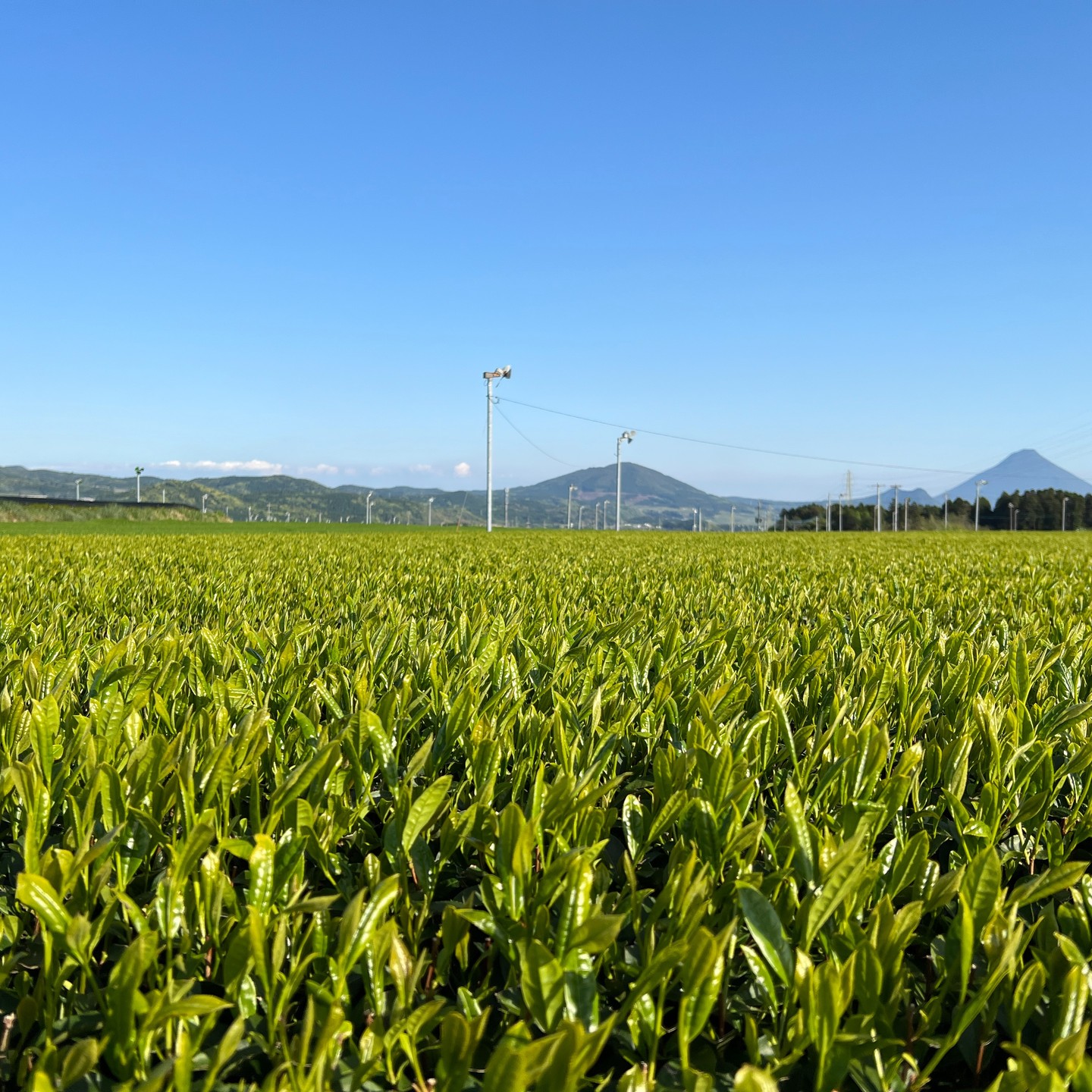 鹿児島滞在中の店主から産地の風景がたくさん届きましたすごく素敵で茶葉が美しいです昨日のインスタライブのスペシャルゲストで登場いただいた